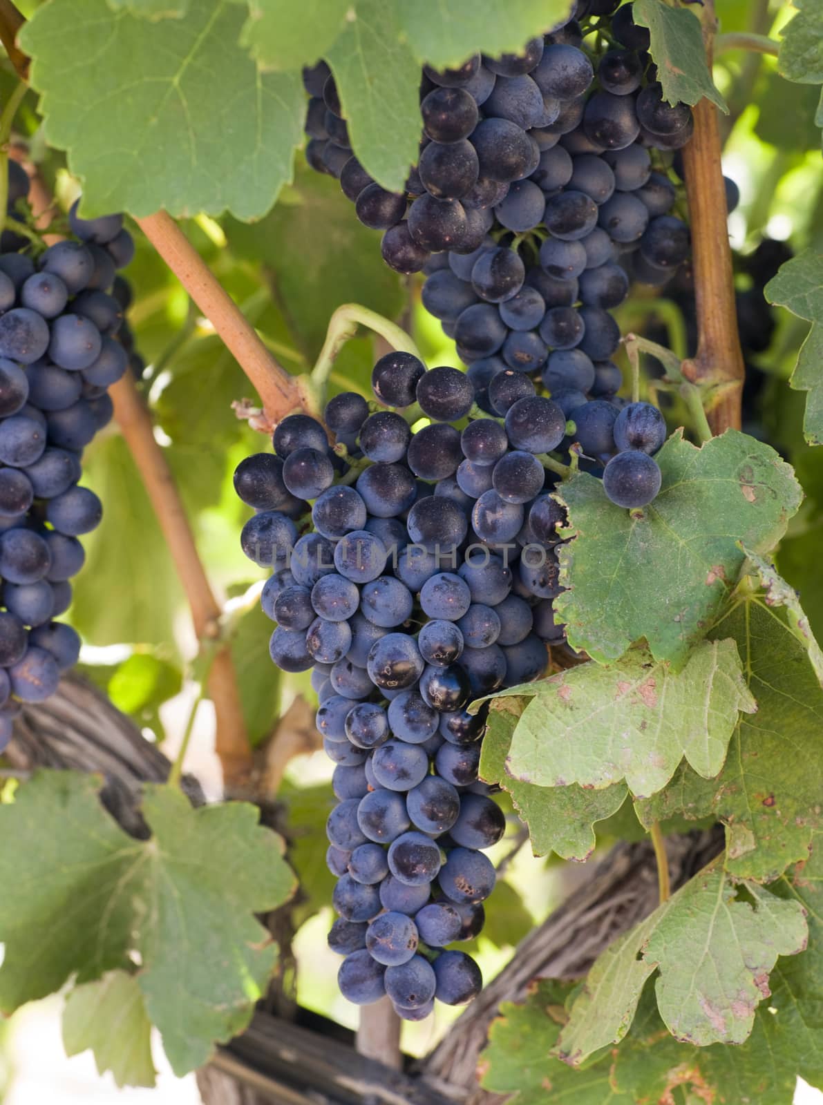 Grapes Clustered Together on Vintners Vine Farm Field by ChrisBoswell