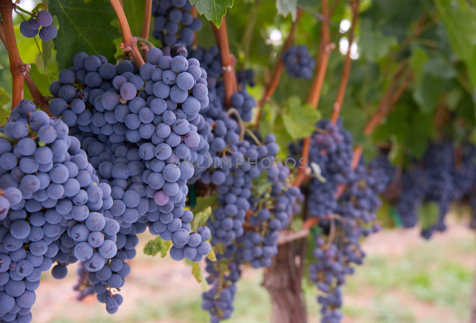 Amazing succulent Grapes on the Vine just before harvest