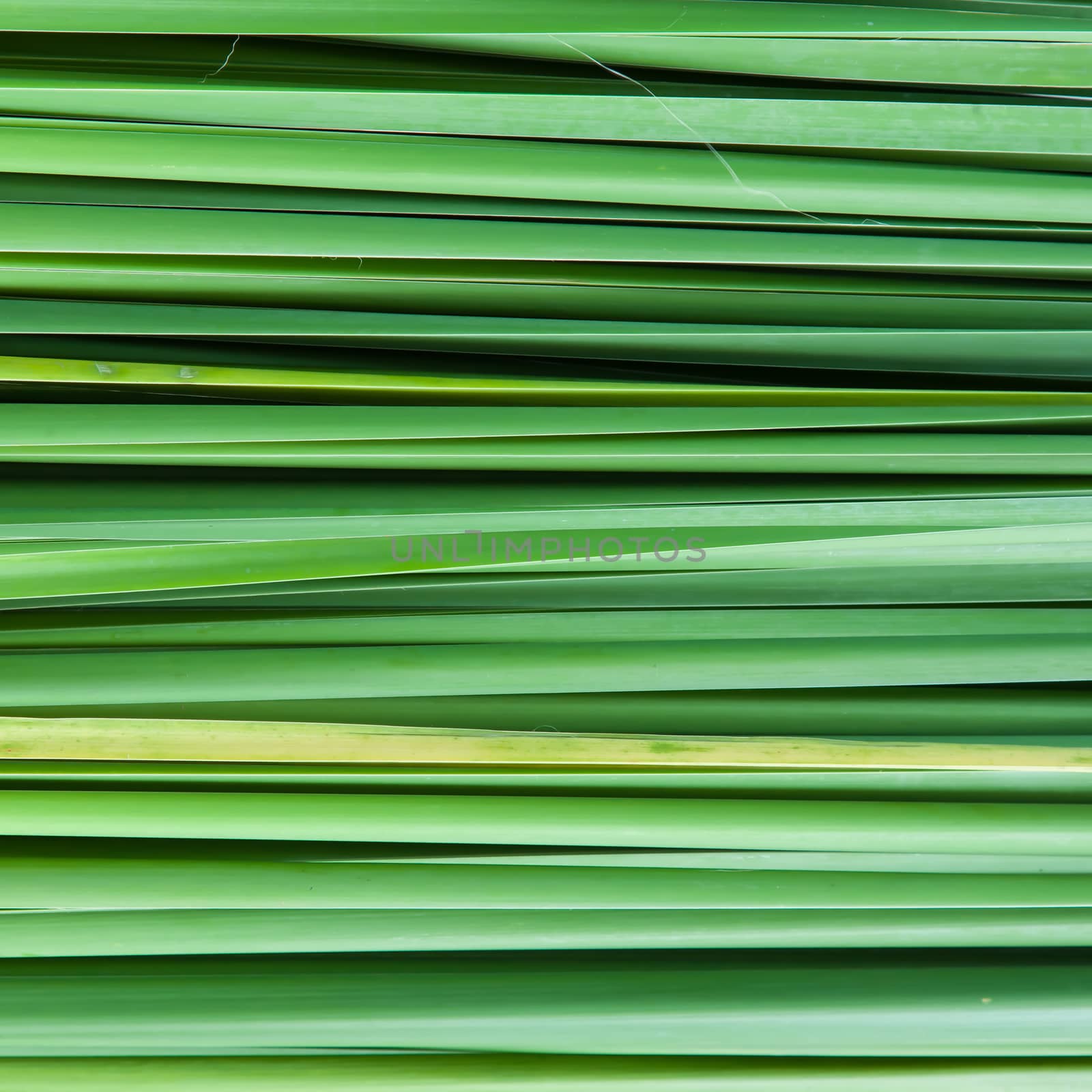 Backdrop of the grass leaves. Leaves of grass lined.