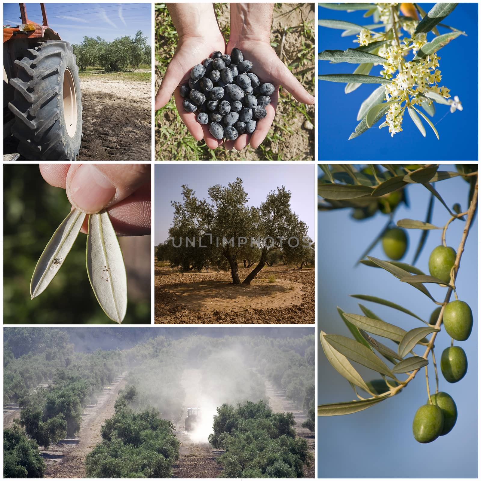 Concept of agriculture of the olive tree, collage