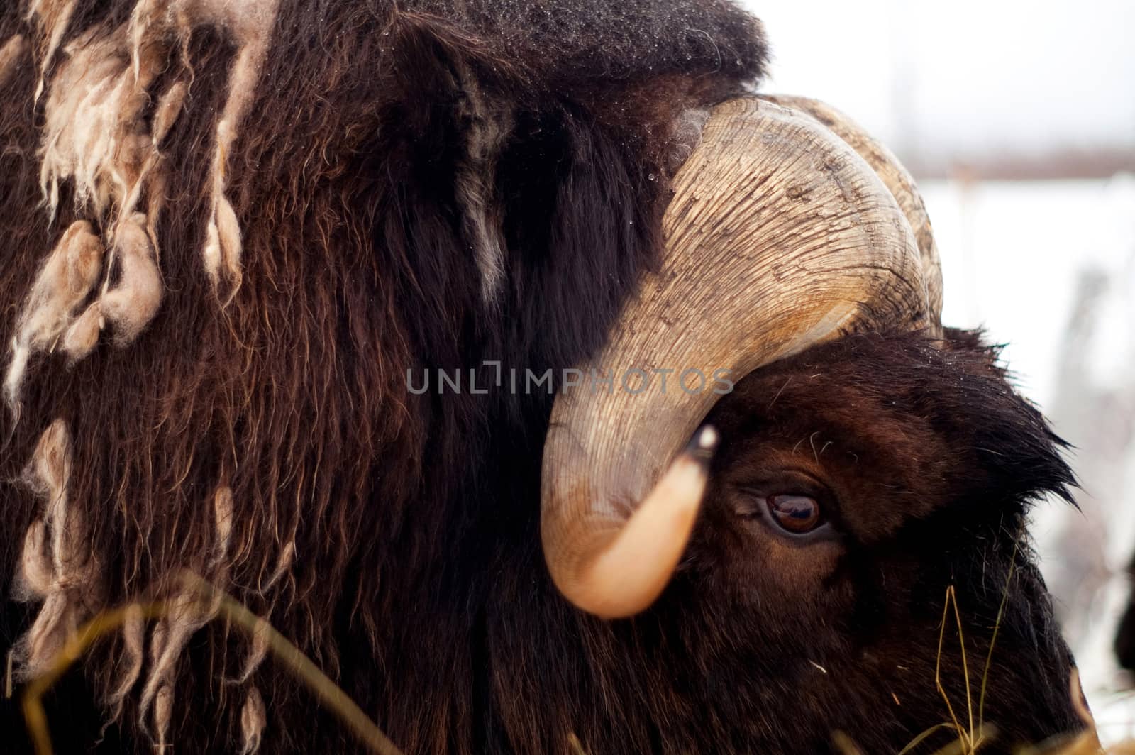 Musk Ox Portrait Wildlife Close up Horns and Eye by ChrisBoswell