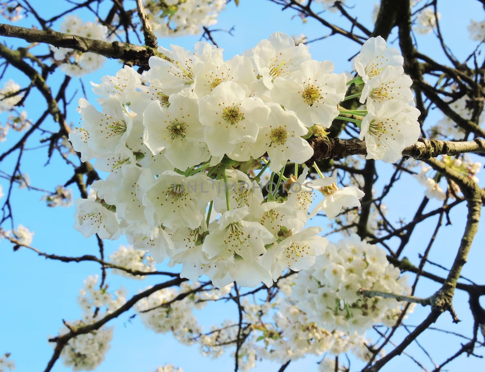 Colourful white tree blossom.