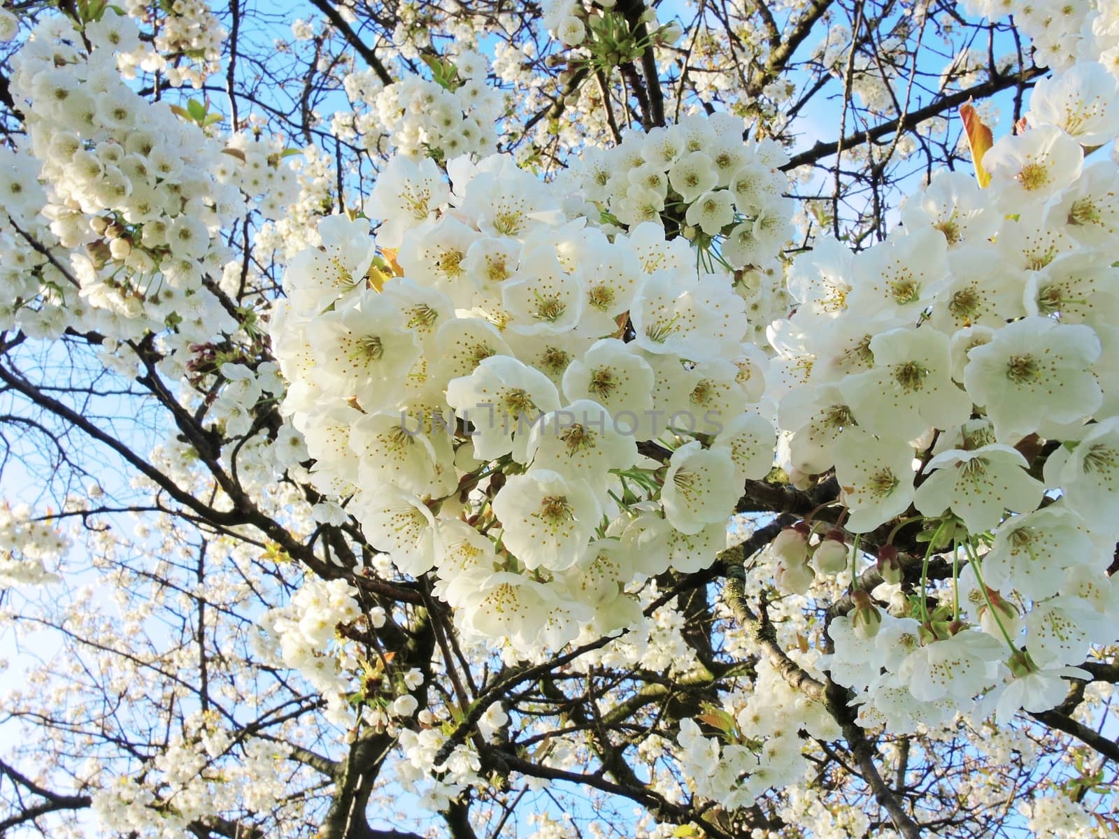 Close-up image of colourful white blossom.