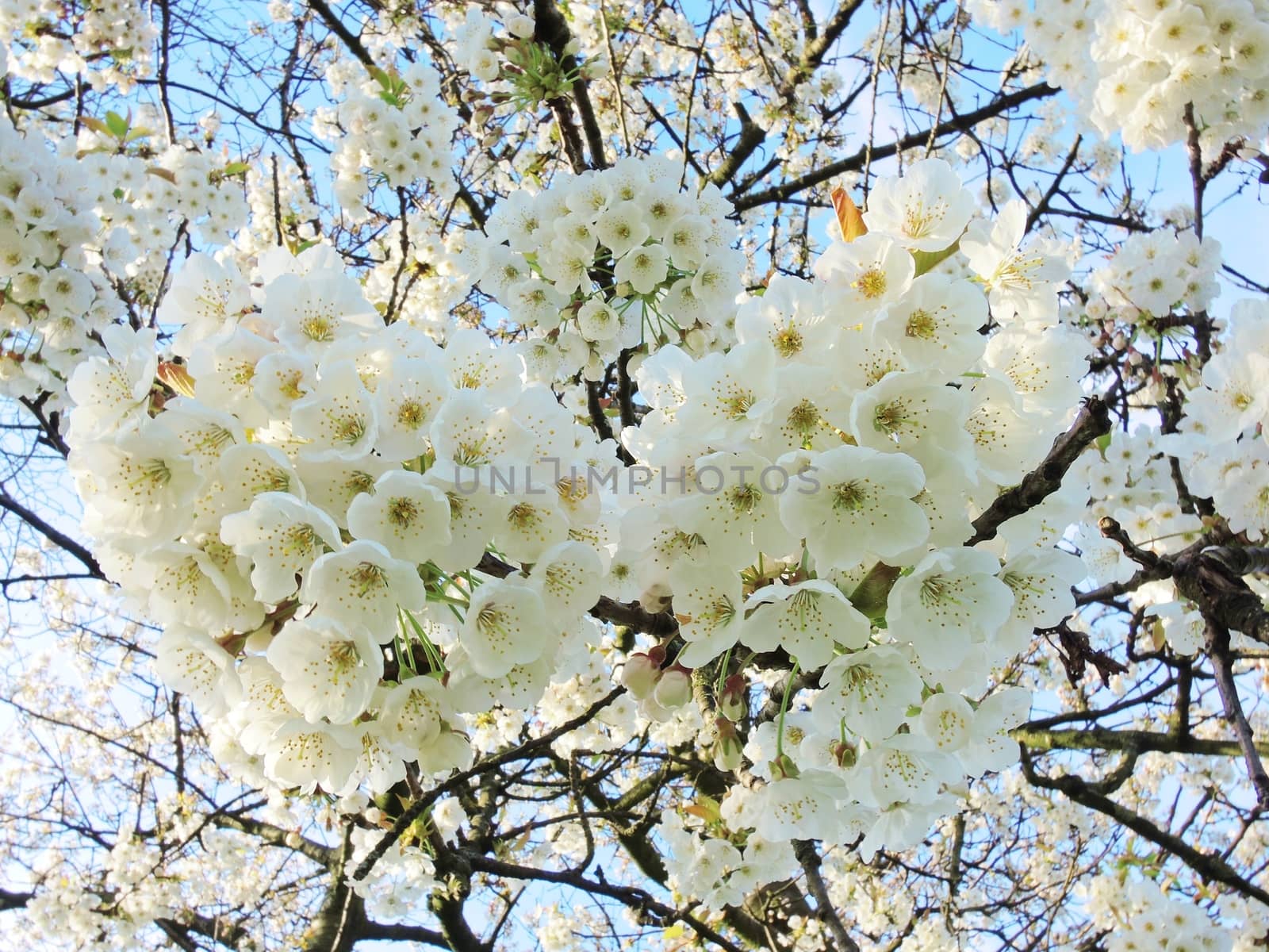 A close-up image of colourful white blossom.