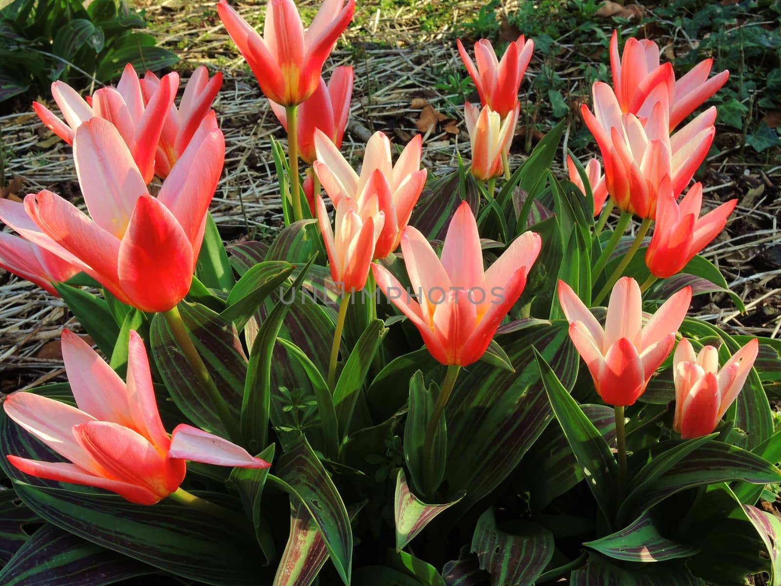 A close-up image of colourful Spring flowers.