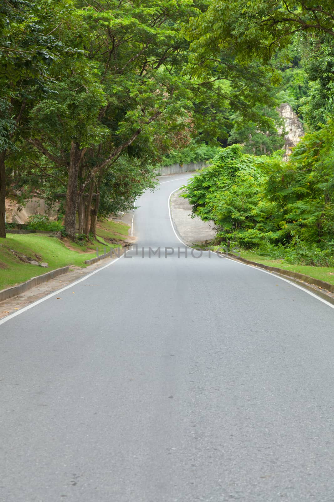 Destination curved road with trees planted on both sides.