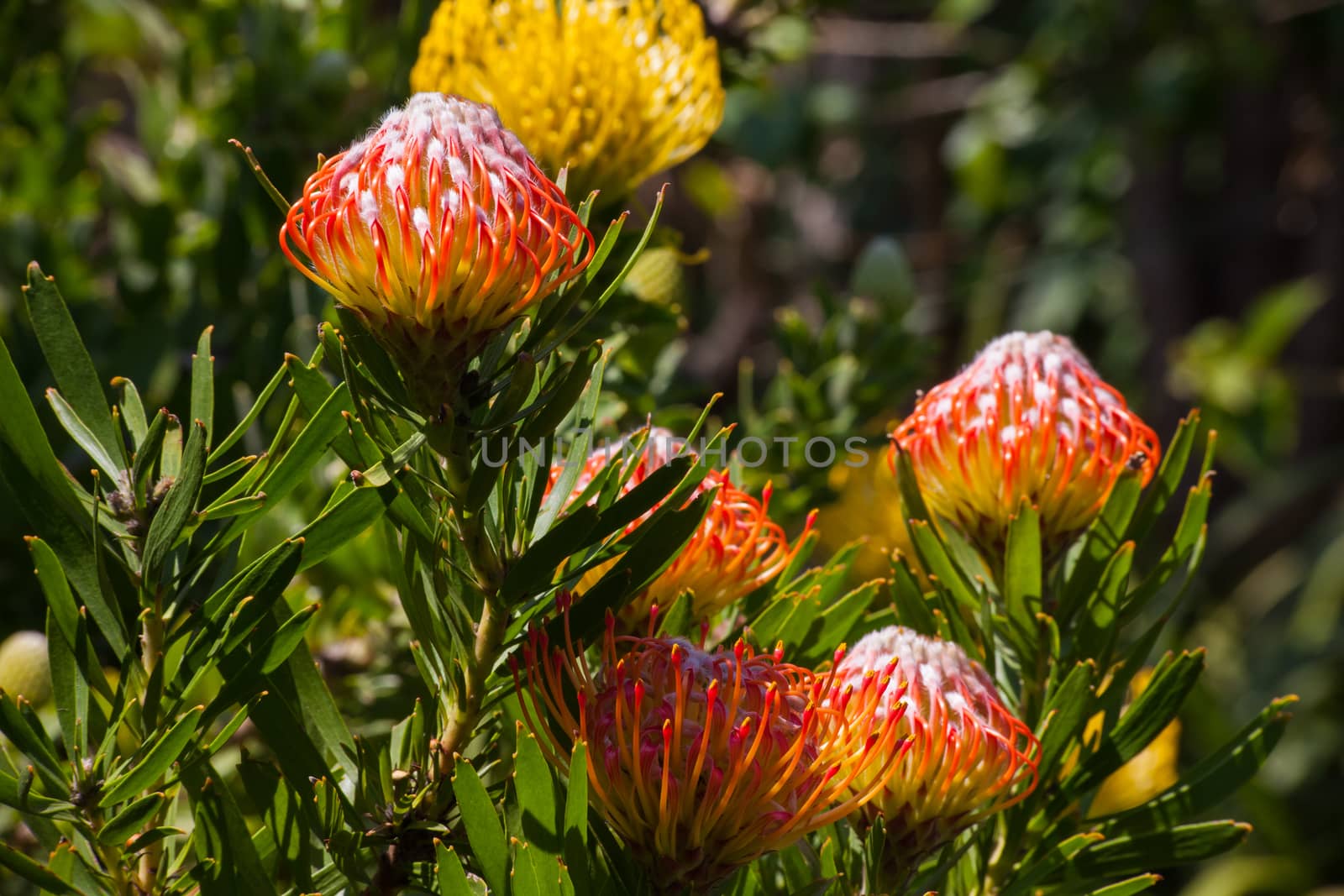 Pincusion (Leucospermum cordifolium) by kobus_peche