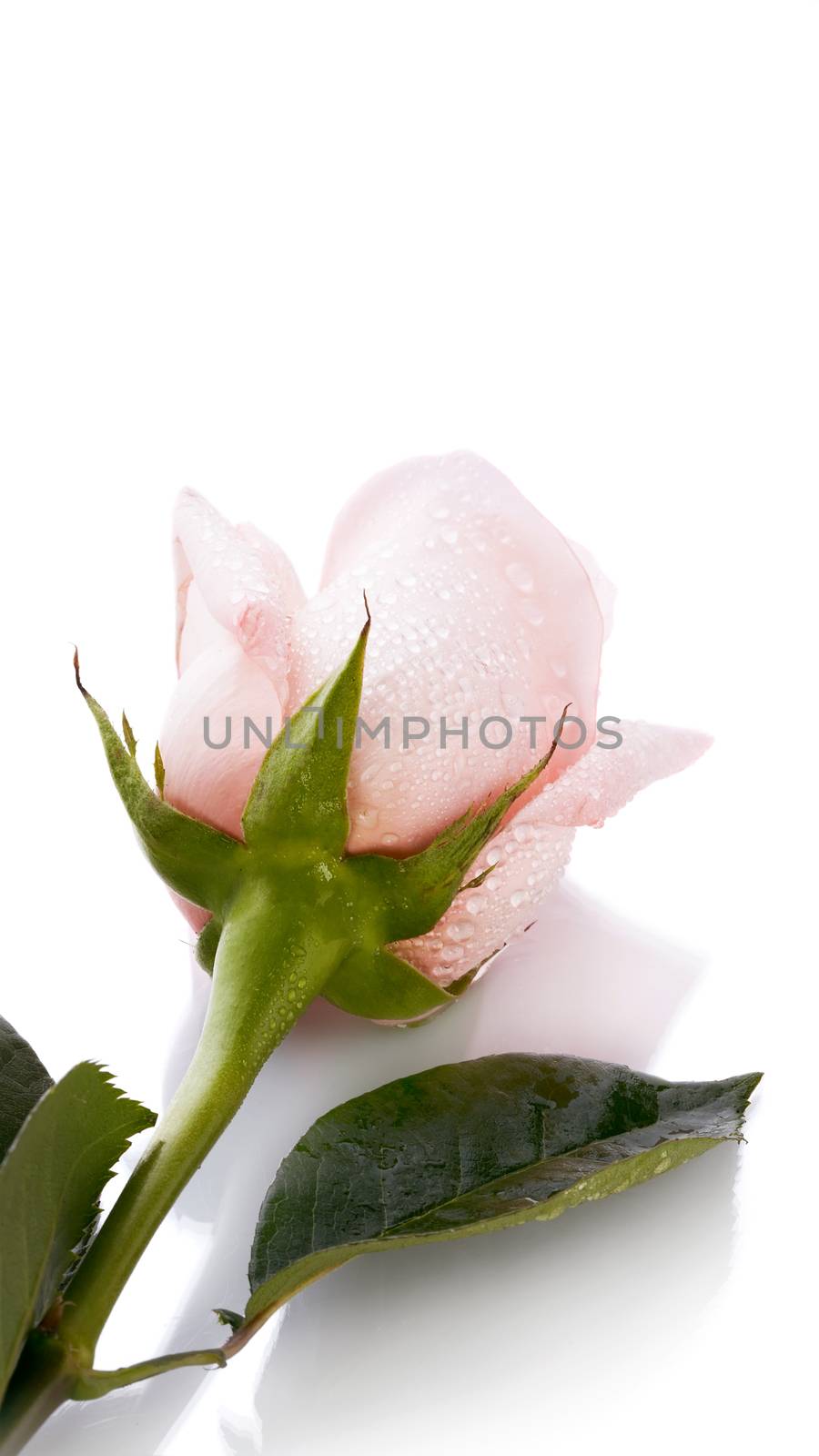 Bud of a pink rose. Beautiful rose. Pink rose. Rose on a white background. Pink flower.