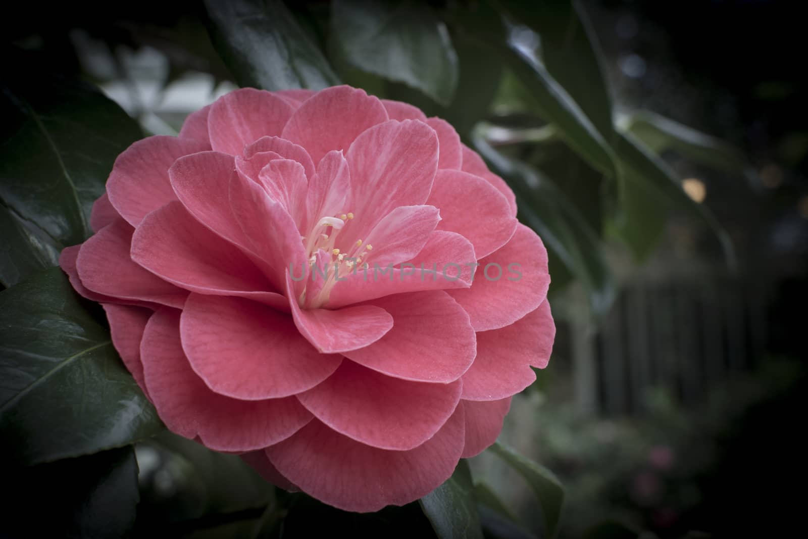 Pink Camellia  by ArtesiaWells