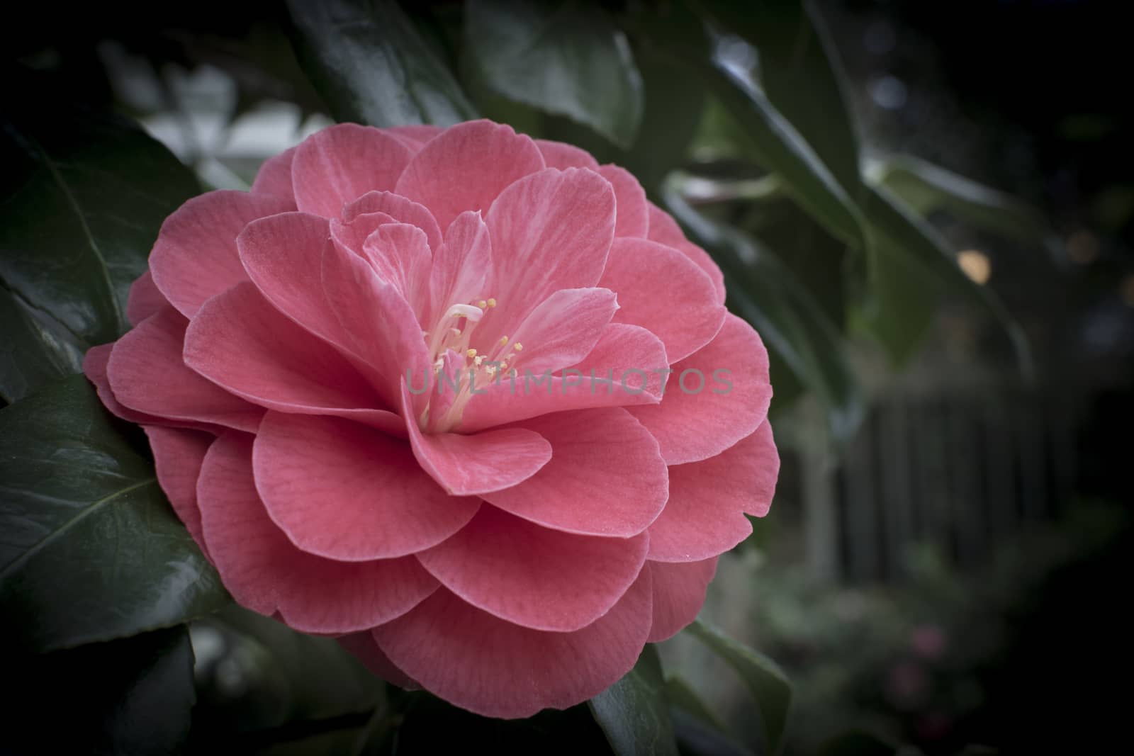 Pink Camellia with leaves on dark. Camellia is a genus of flowering plants in the family Theaceae. The plant is native to China, Japan and south east Asia. It symbolizes admiration, perfection, good luck, gratitude, longing (pink), you're a flame in my heart (red), adoration, perfection, loveliness (white).