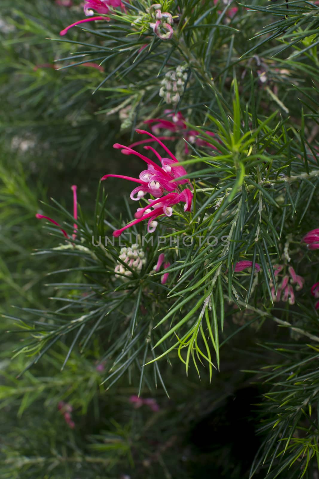 Juniper grevillea with pink flowers. by ArtesiaWells