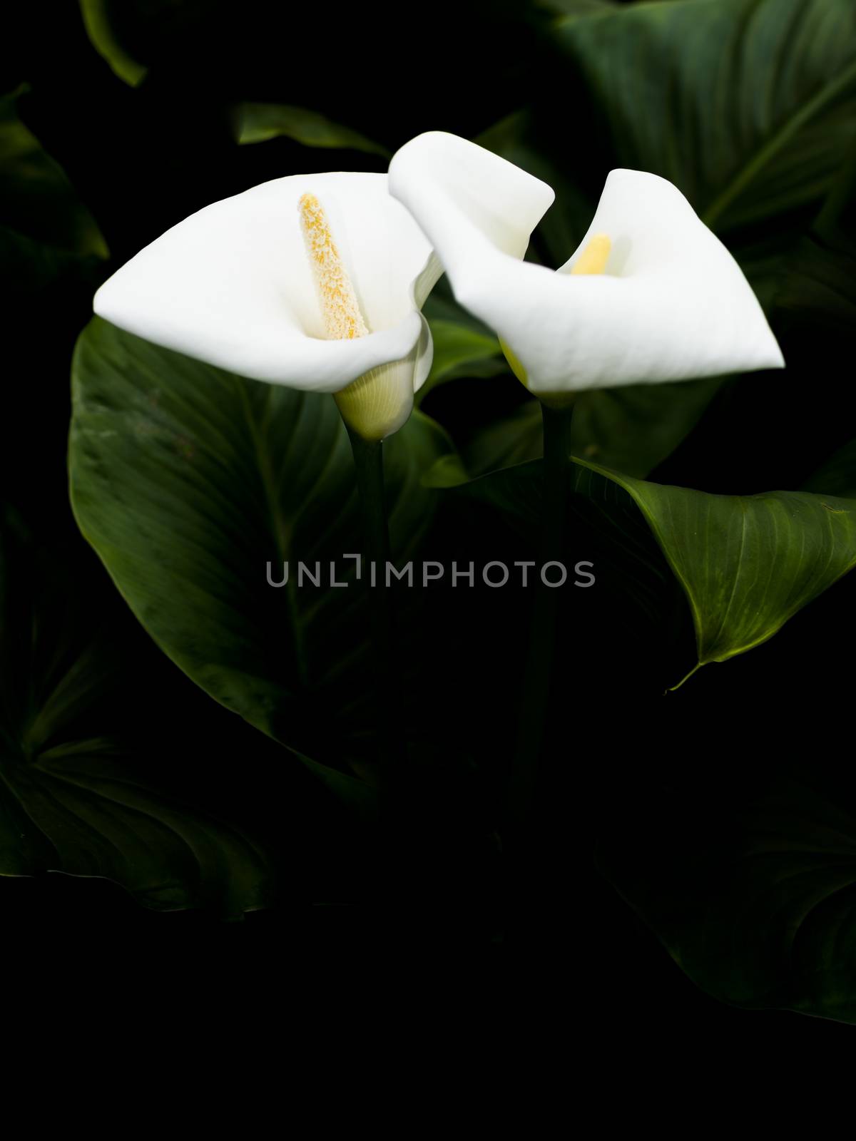 Two callas in dark. Two callas with leaves vertical image and black copy space below.