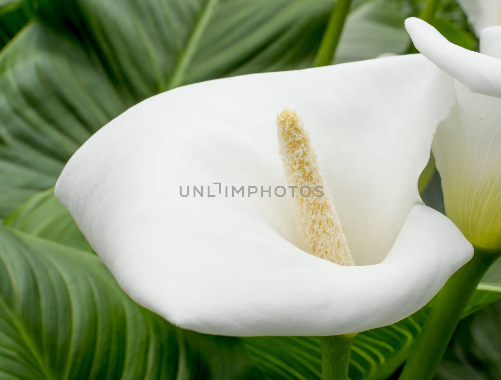 Calla closeup. White calla closeup with pollen on pistil surrounded by green leaves.