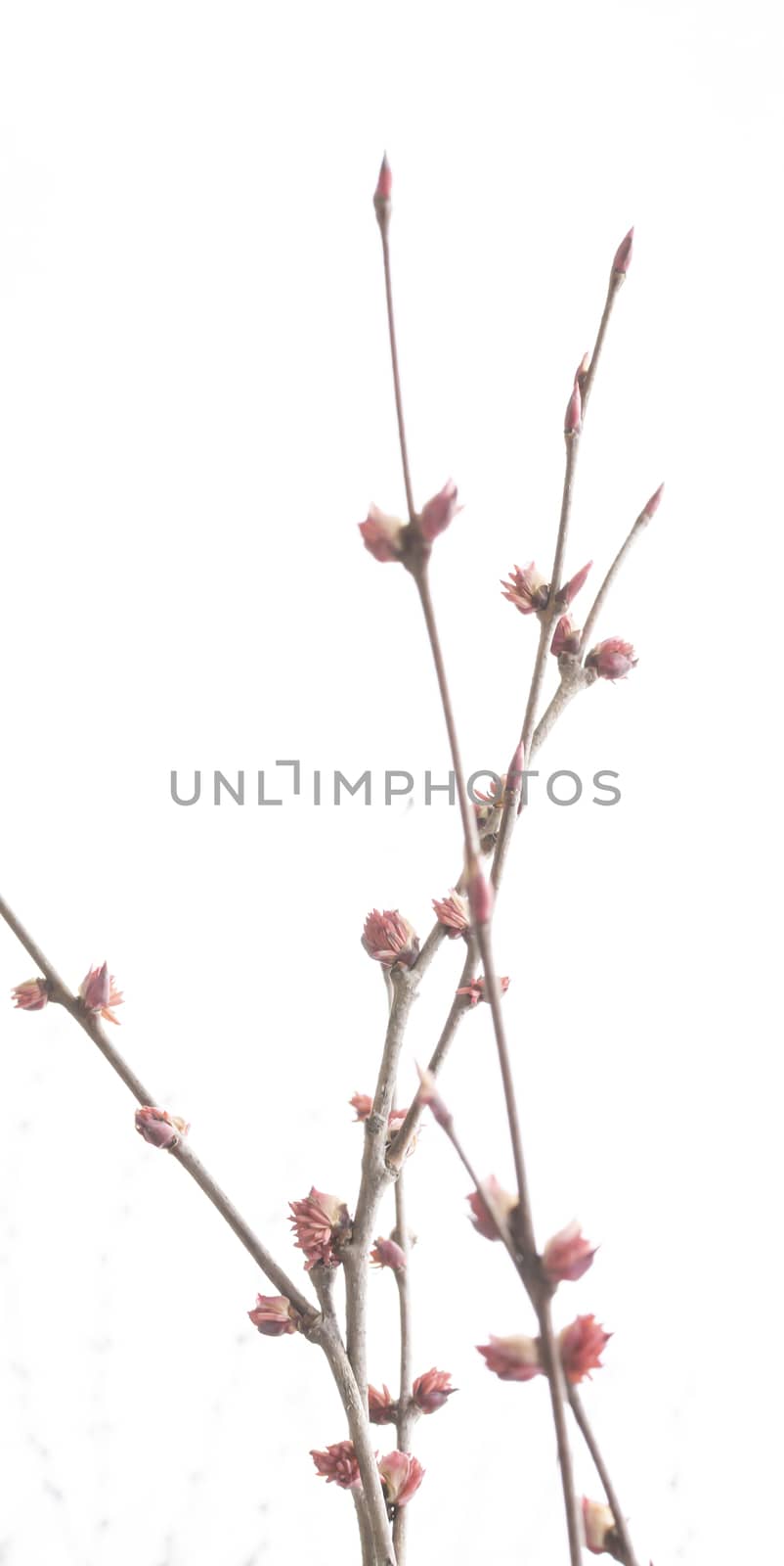 Spring tree pink flowers detail by ArtesiaWells