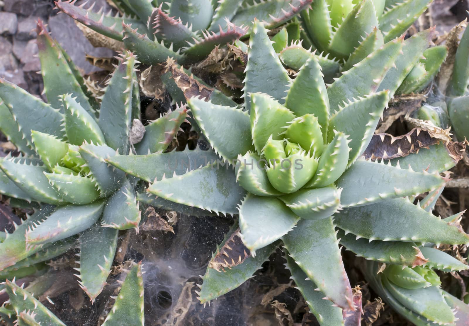 Aloe plant with short leaves - Aloe brevifolia by ArtesiaWells