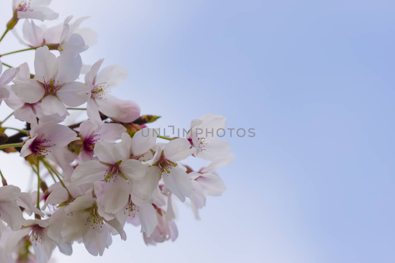 Cherry blossom flowers by AlessandroZocc