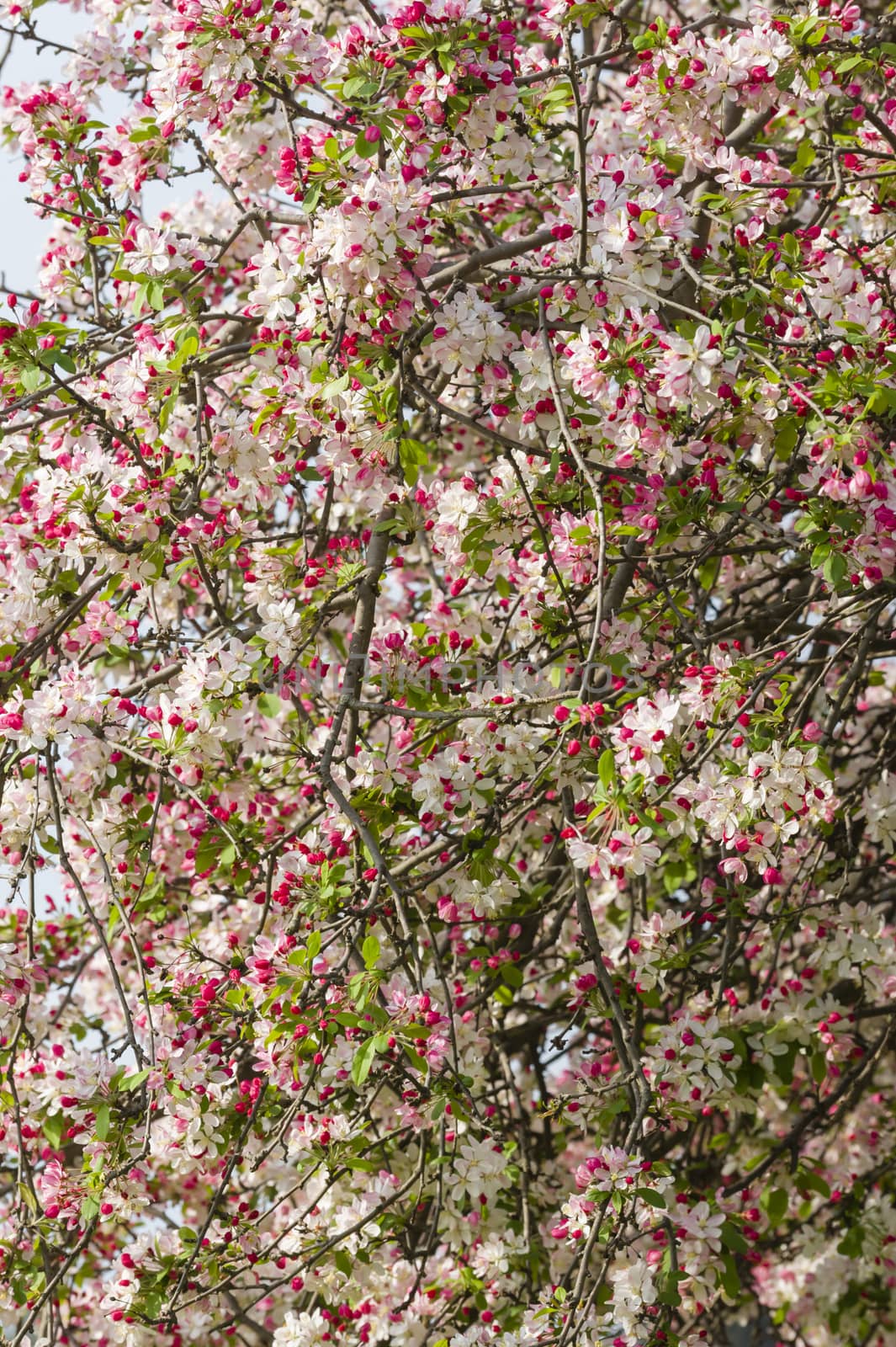 Cherry blossom flowers in full bloom in Spring