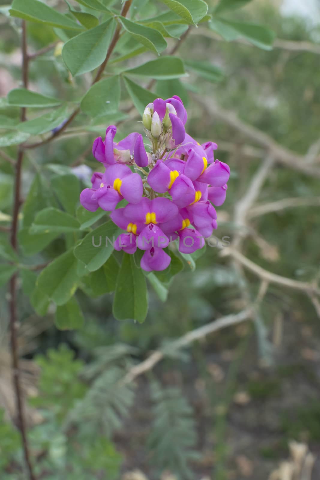 Pink flower on African Bubble Gum Bush. African Bubble Gum Bush, Hypocalyptus sophoroides with pink and yellow blossoms.