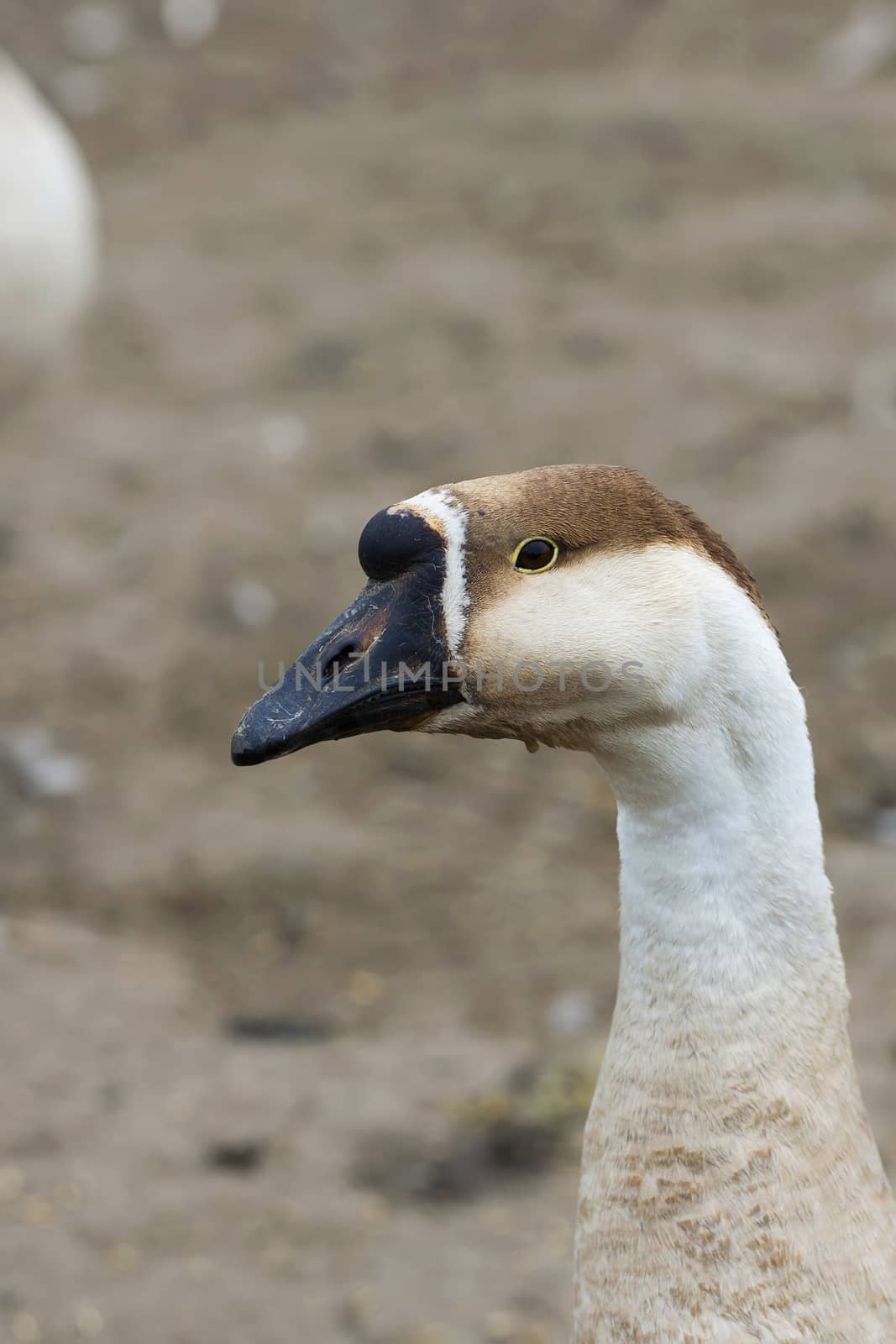 Goose on the farm by johan10