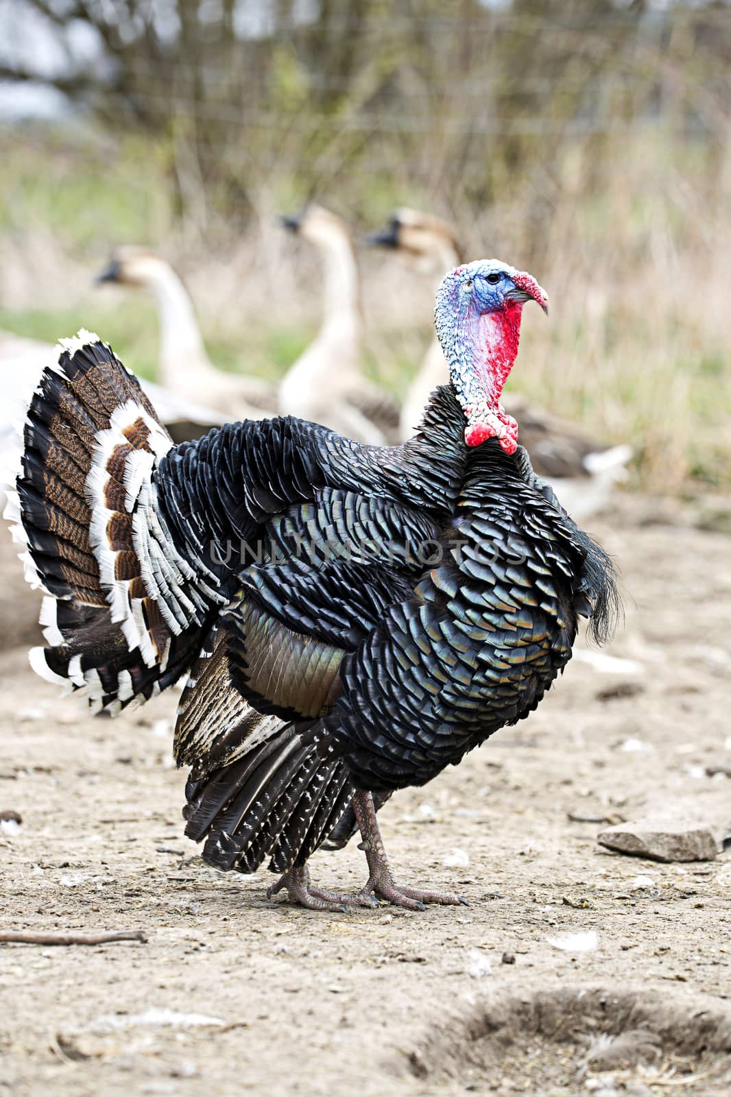 Turkey on the farm by johan10