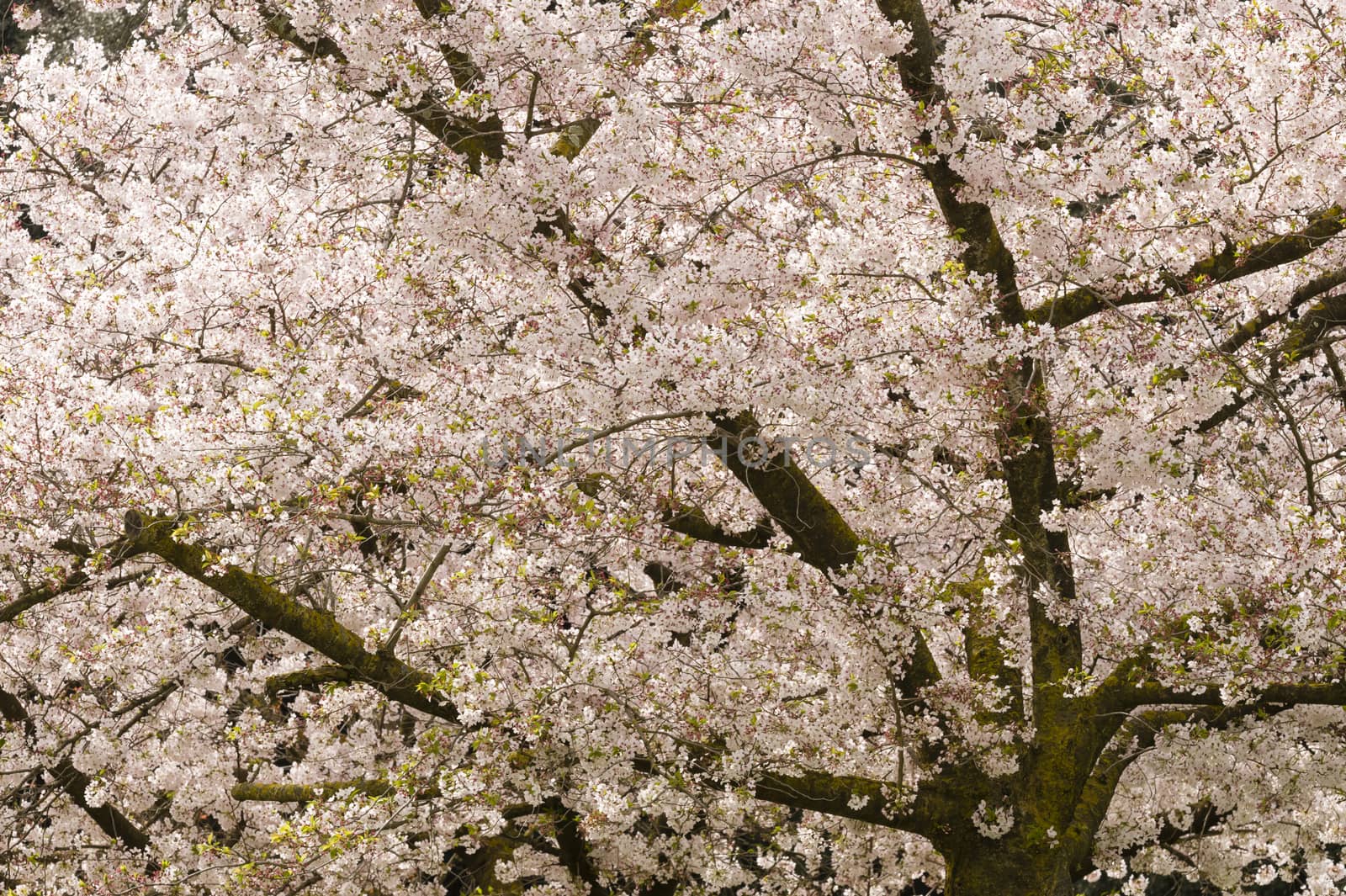 Cherry blossom flowers in full bloom in Spring