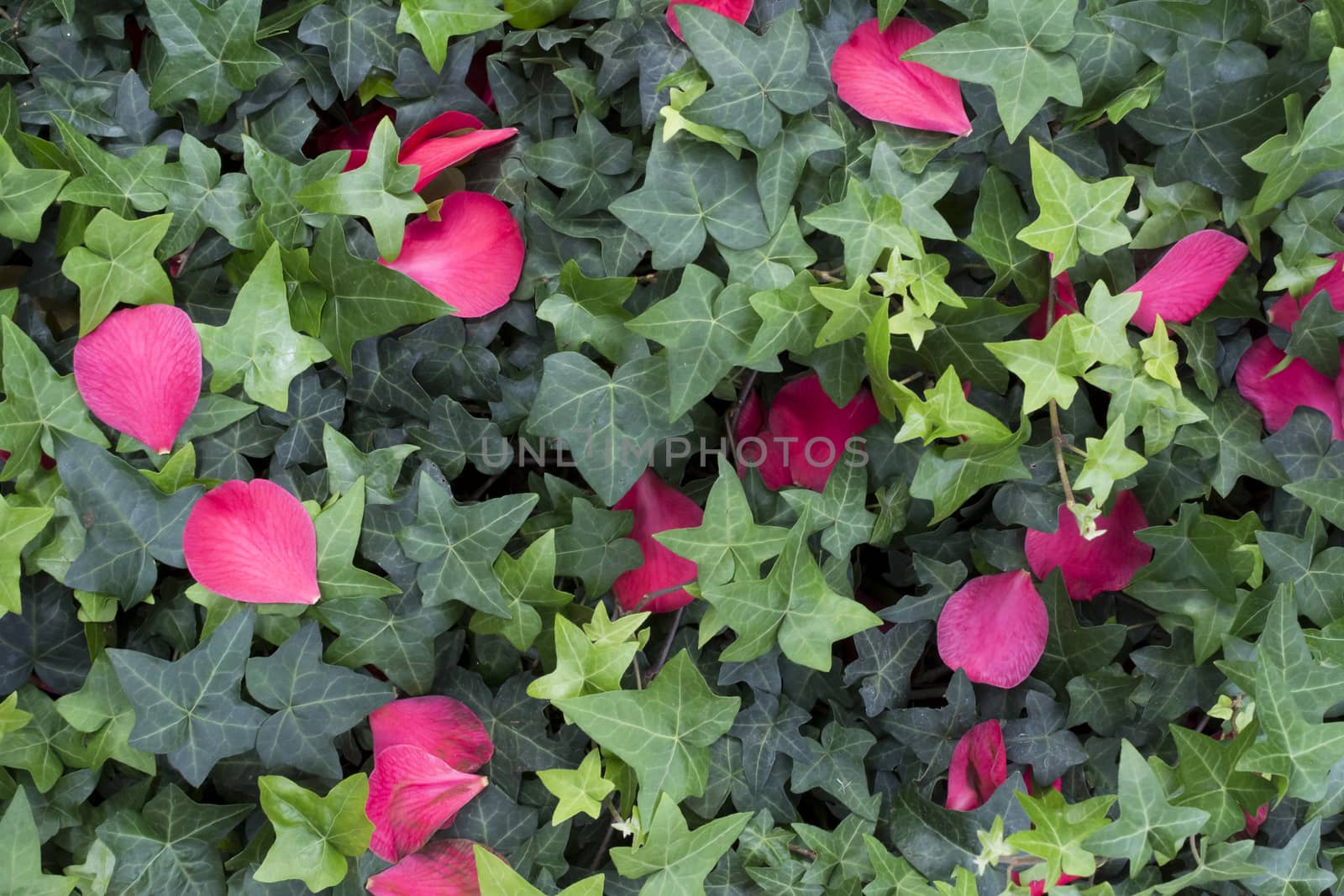 Green ivy and bright saturated pink camellia petals. Cover of ivy - Hedera helix, with fallen petals of pink Camellia sinensis for colorful botanic background.