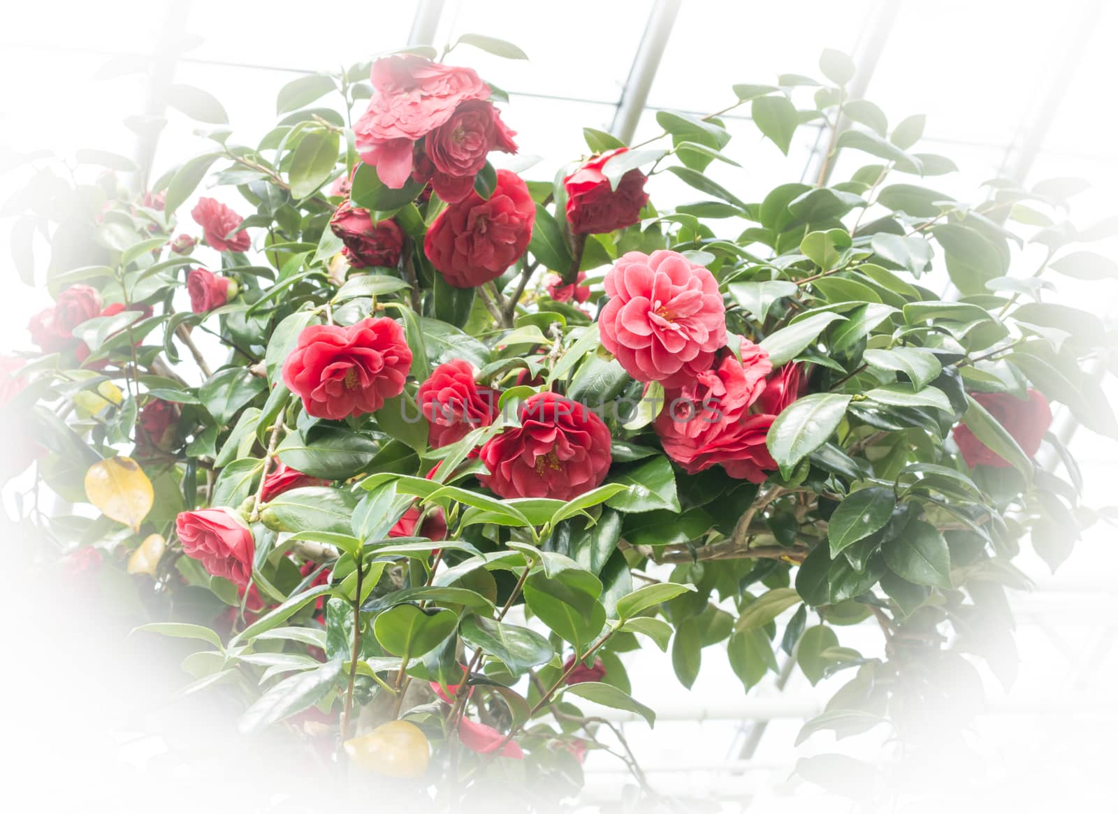 Red Camellias white vignette  by ArtesiaWells