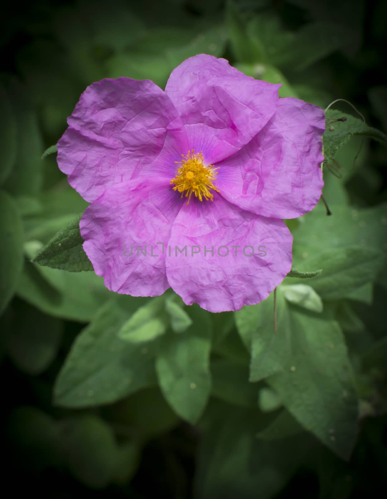 Soft hairy rockrose Cistus creticus vertical. Pink wildflower native around the Mediterranean.