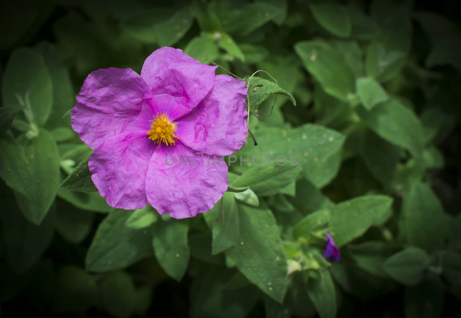 Soft hairy rockrose Cistus creticus horizontal by ArtesiaWells