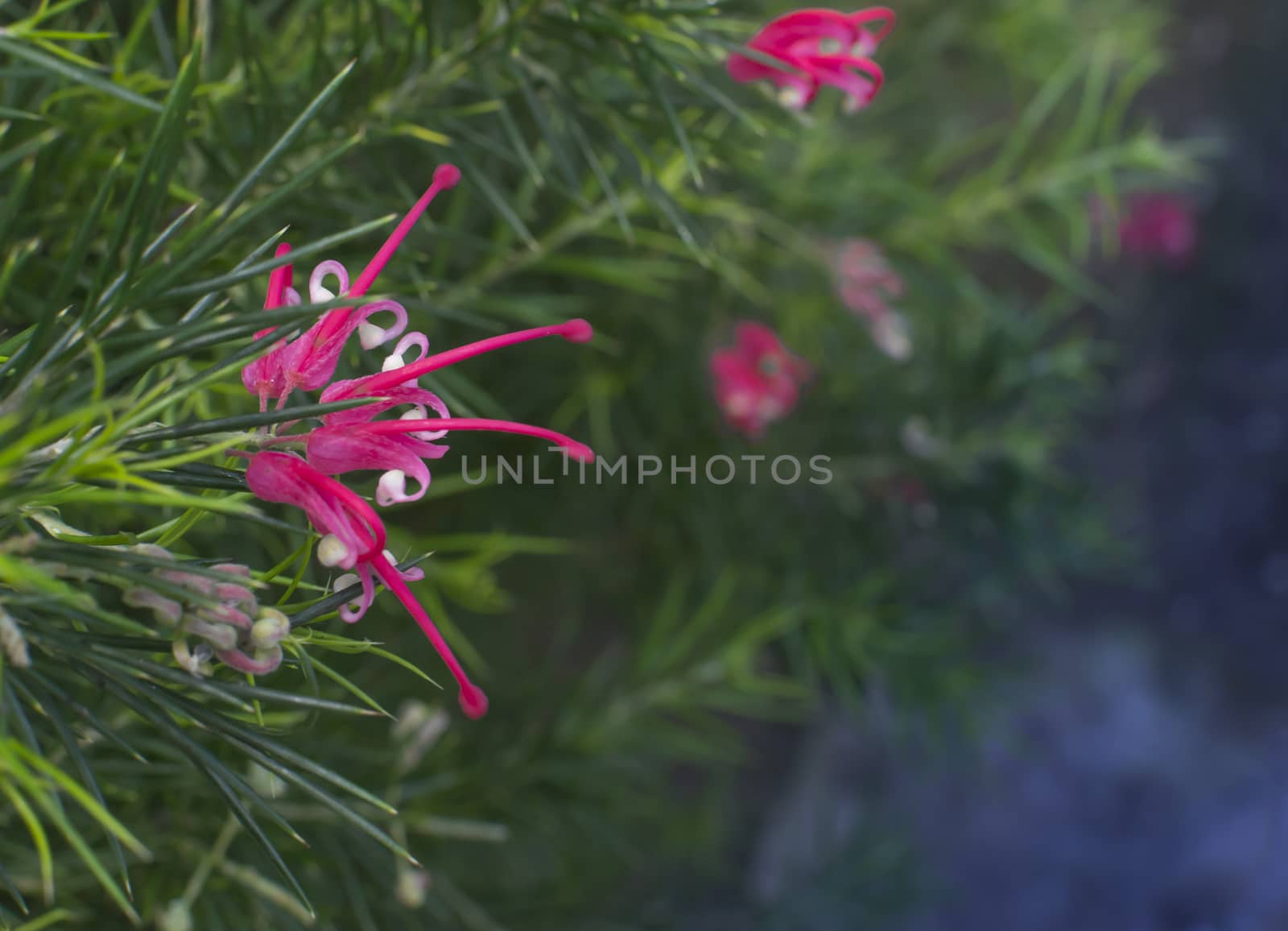 Juniper grevillea with pink flowers. Grevillea juniperina, commonly known as Juniper Grevillea, is a shrub which is endemic to eastern New South Wales and south-eastern Queensland in Australia.