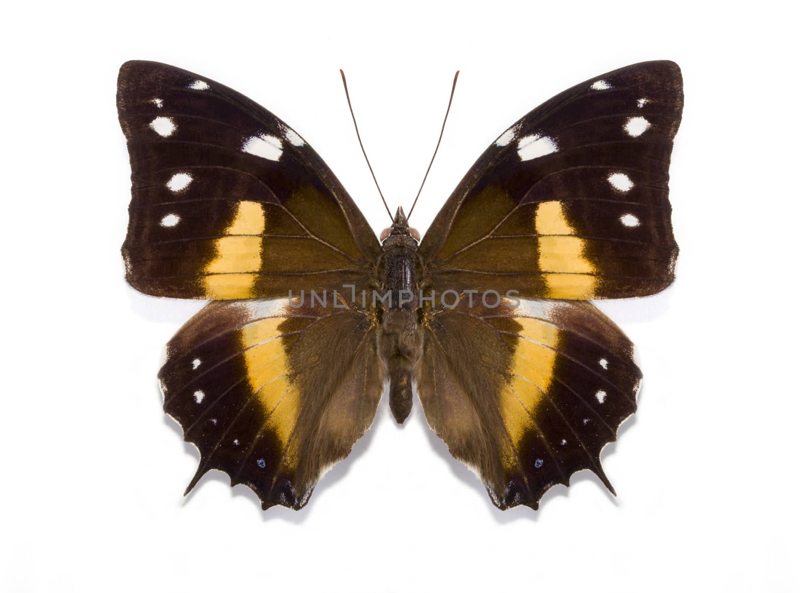 tropical butterfly Baeotus deucalion on a white background