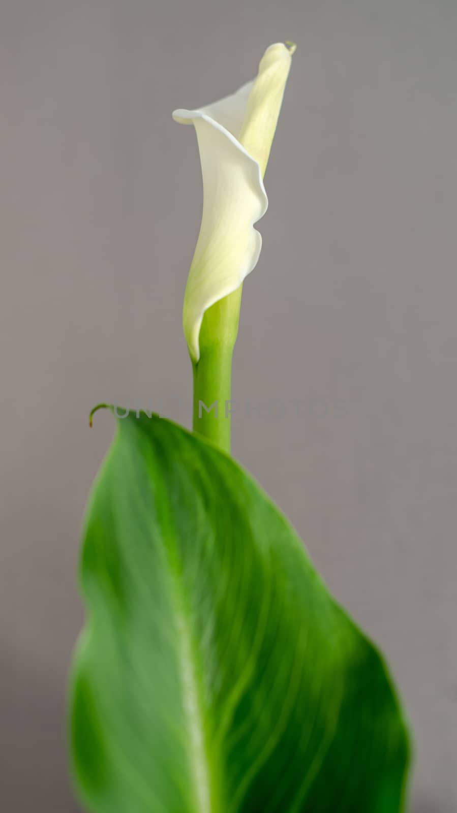 White Calla lily about to open her blossom on plant with neutral grey background