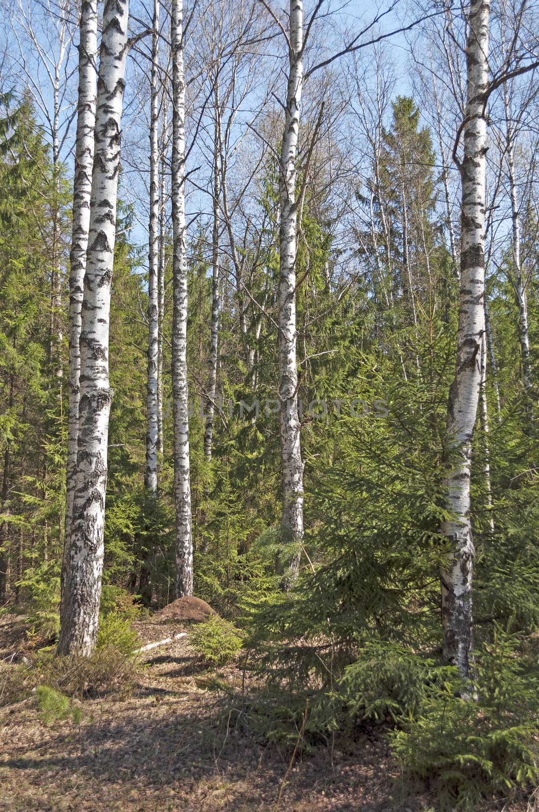 Birch trees in spring forest by wander