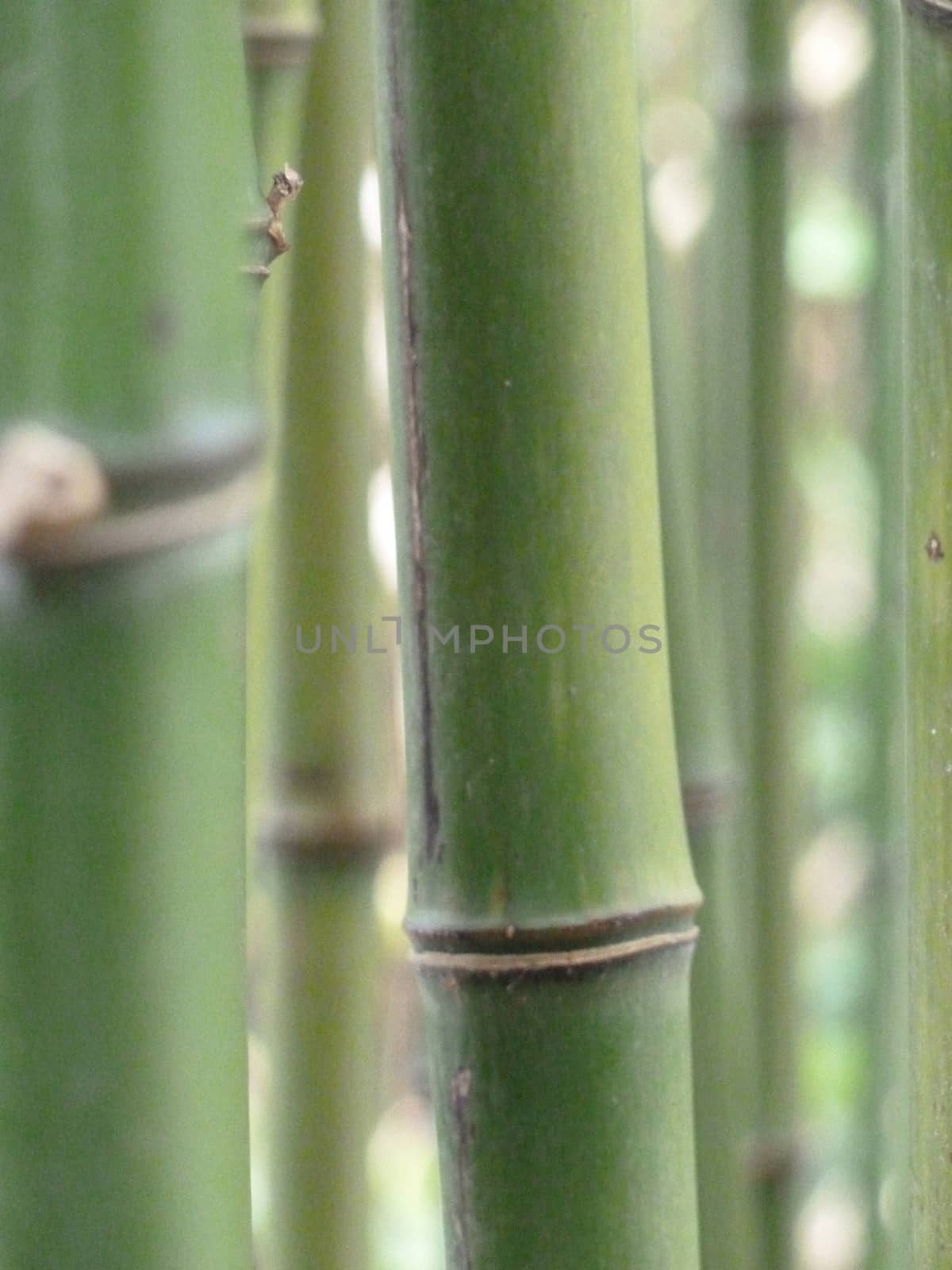 Knotted bamboo by gazmoi