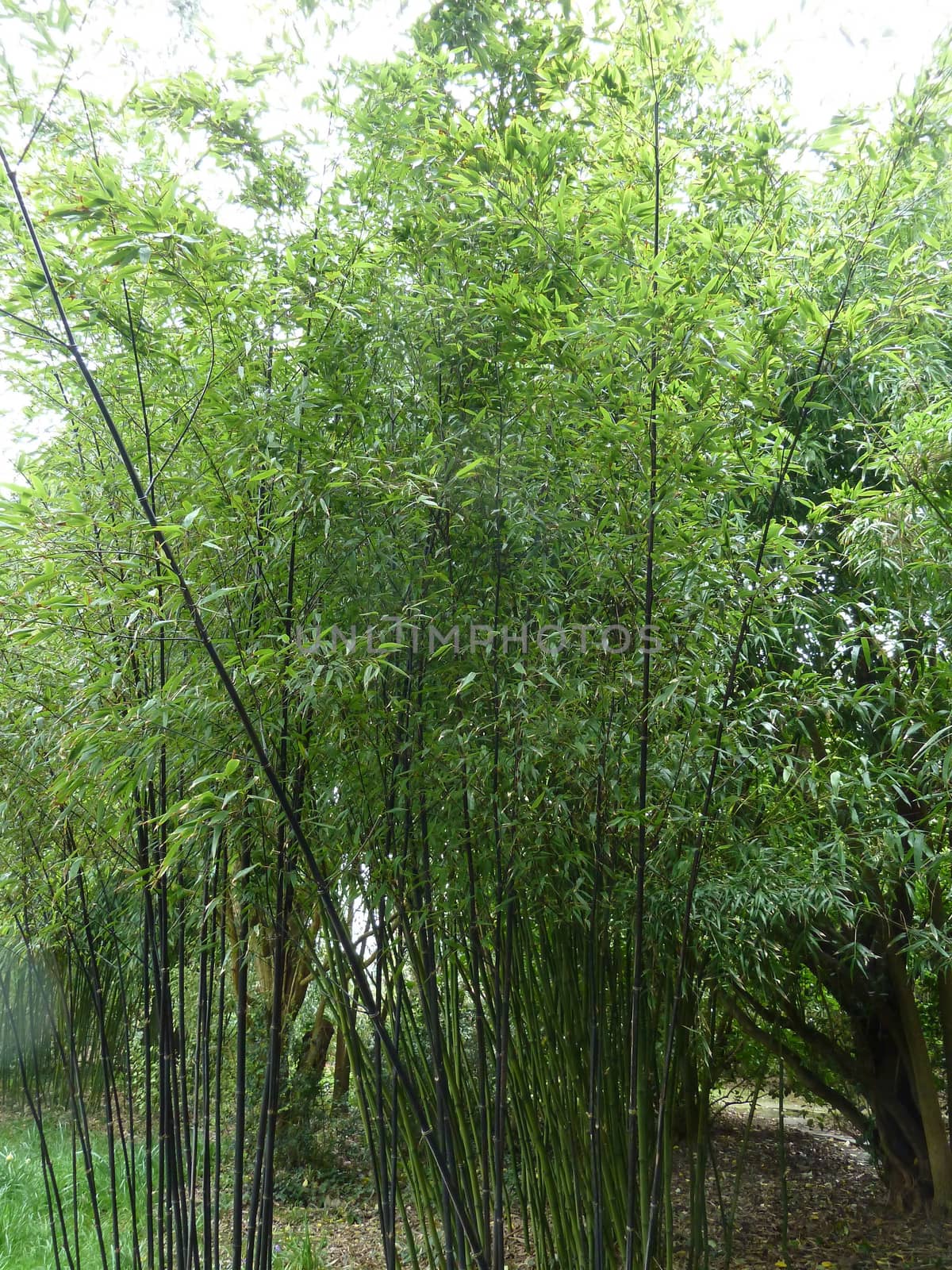 Bright green leaves on black bamboo stalks