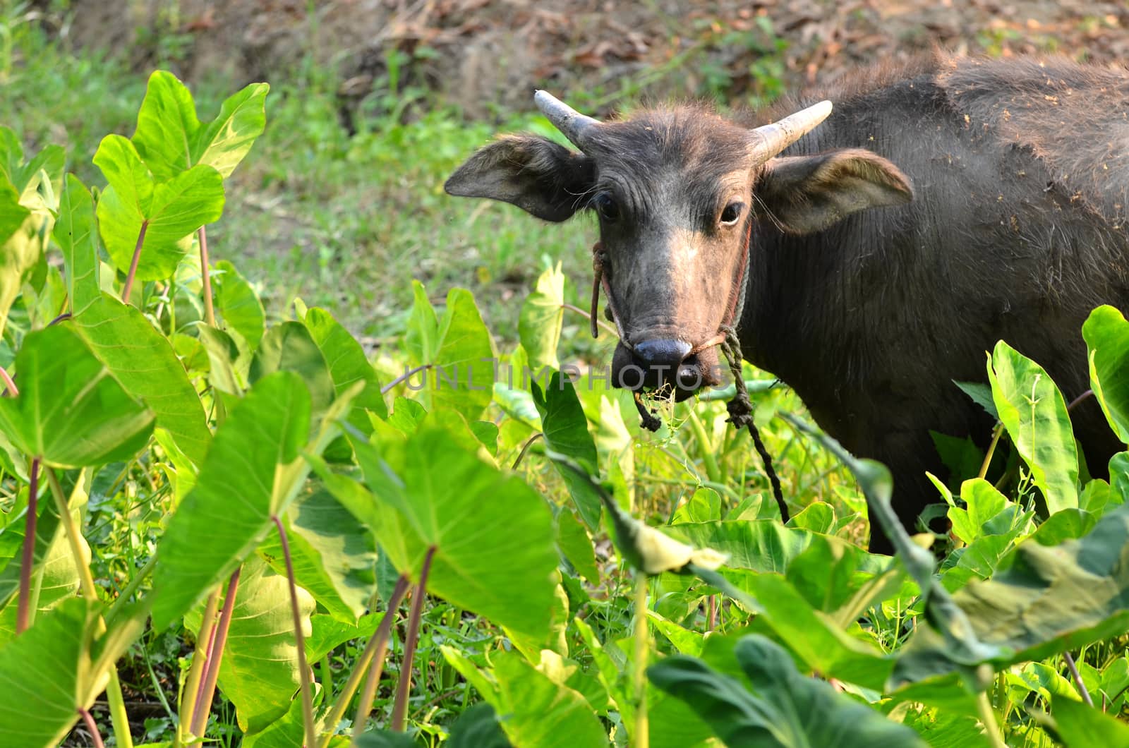 young water buffalo in thailand