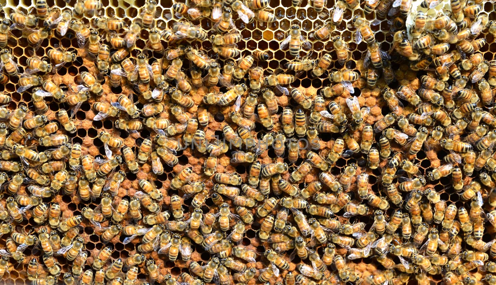 bee take care theire larvae