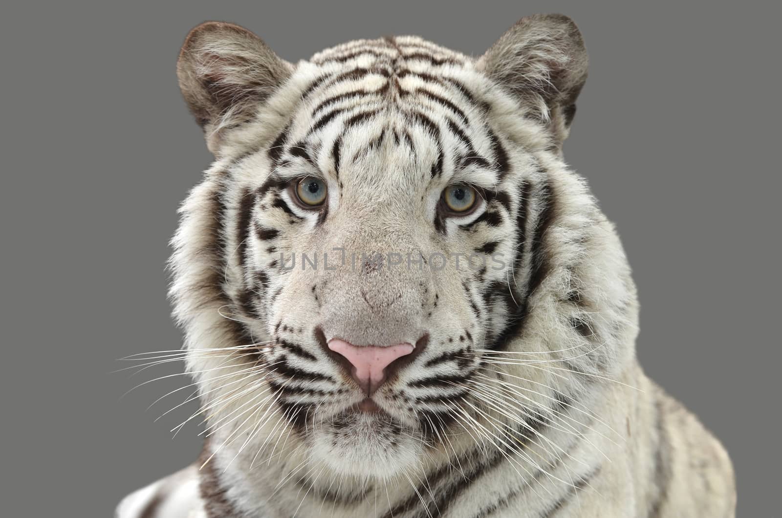 white bengal tiger isolated on gray background