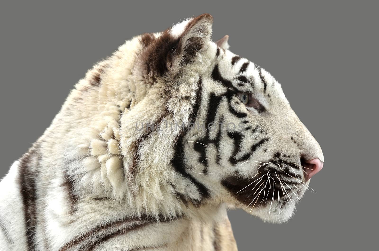 white bengal tiger isolated on gray background