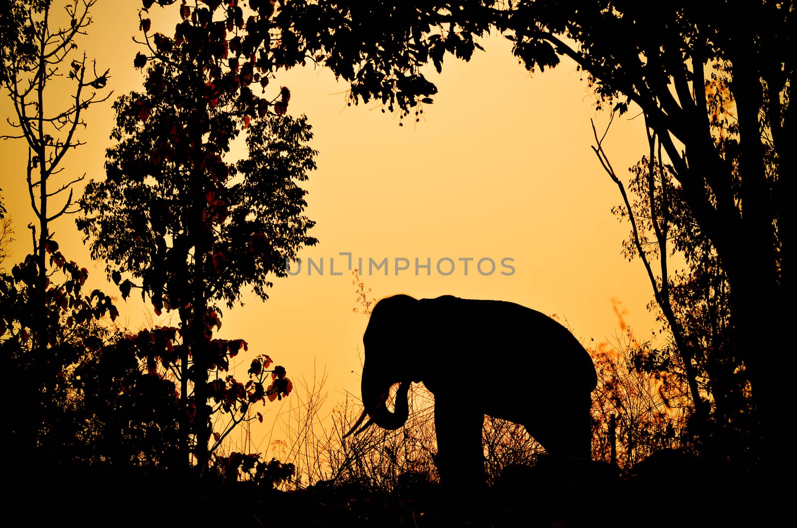 asia elephant in the forest at sunset