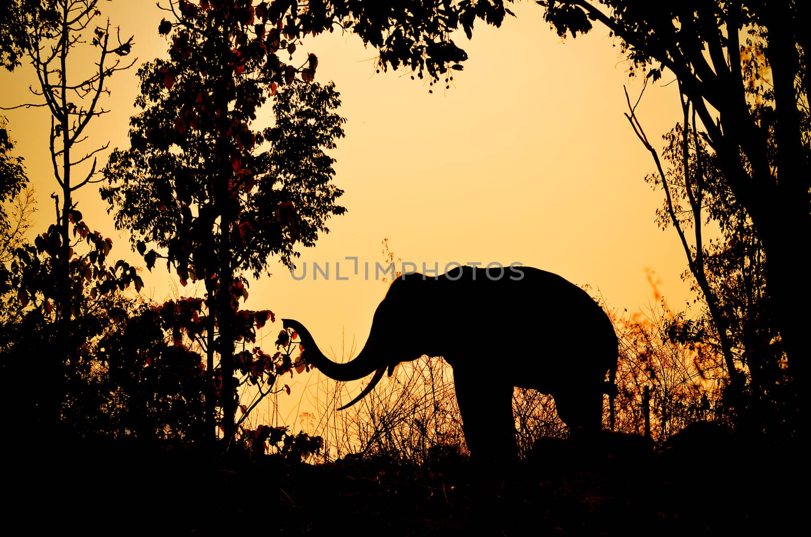 asia elephant in the forest at sunset