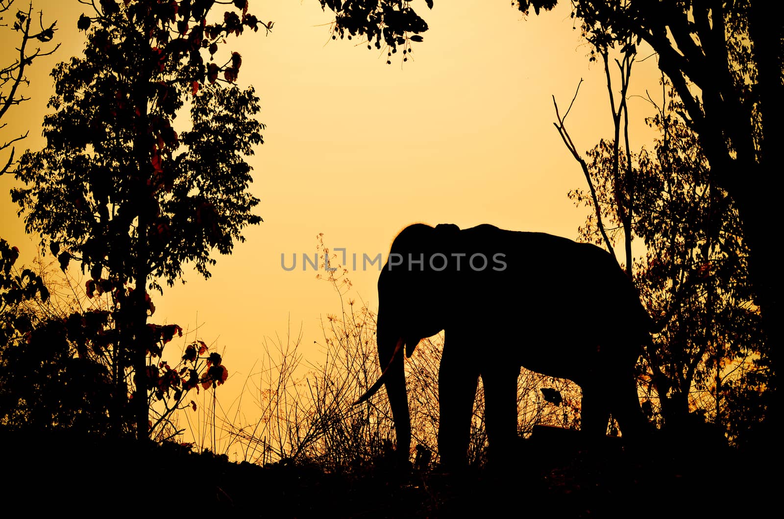 asia elephant in the forest at sunset