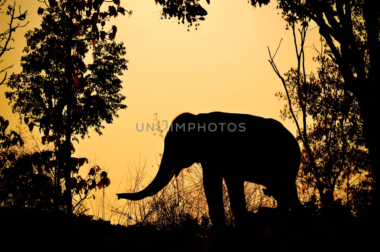 asia elephant in the forest at sunset