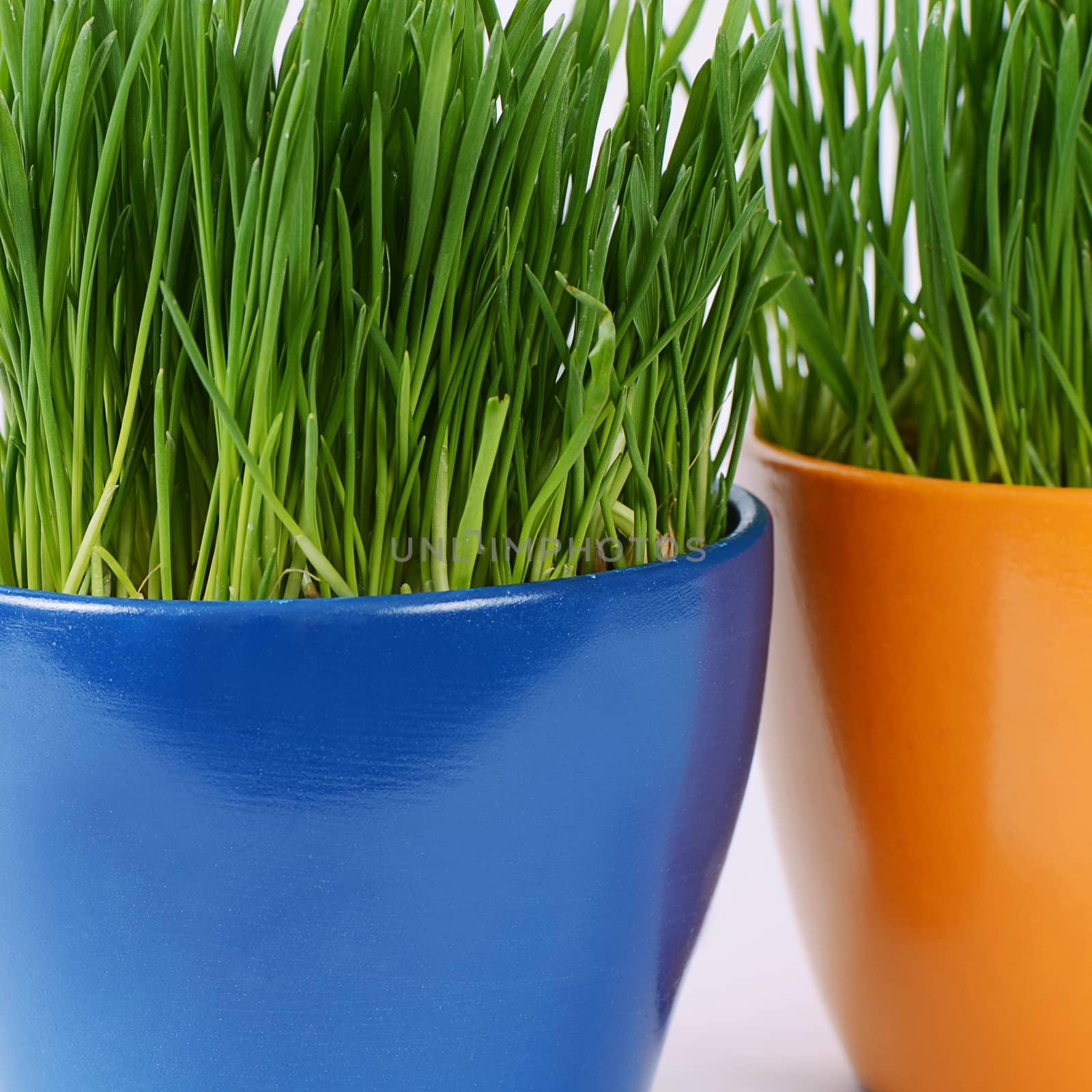 Green grass in pot as a background