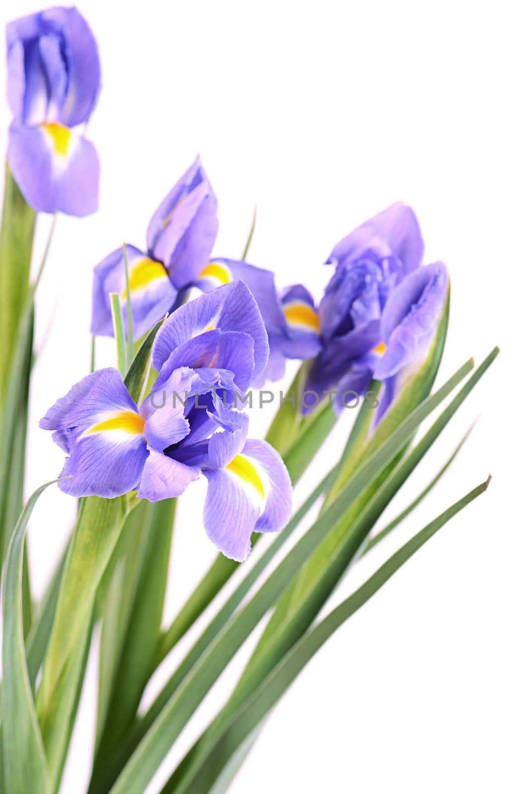 The blue irises isolated on white background