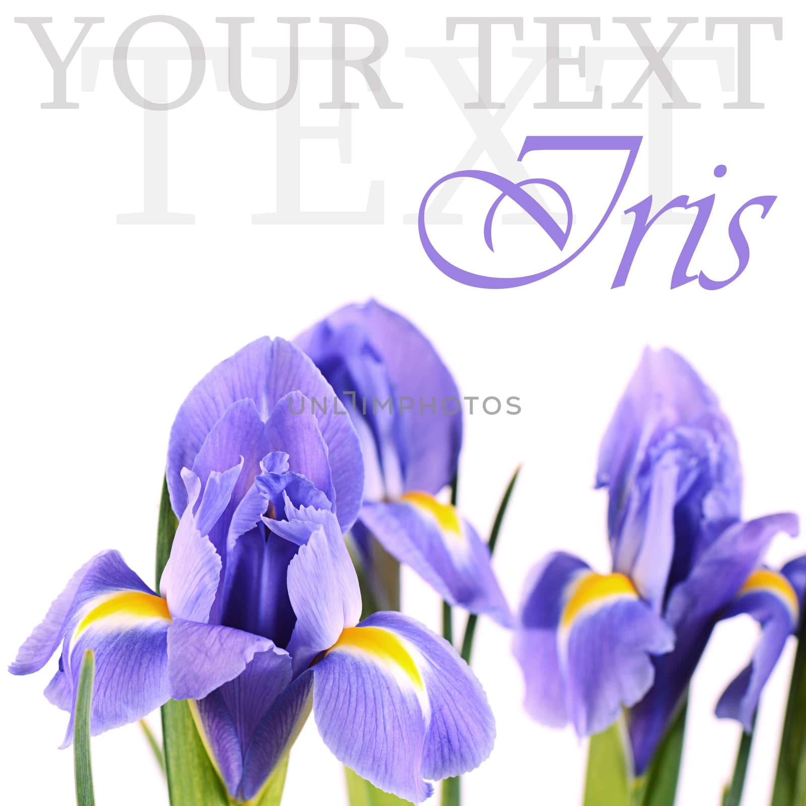 The blue irises isolated on white background