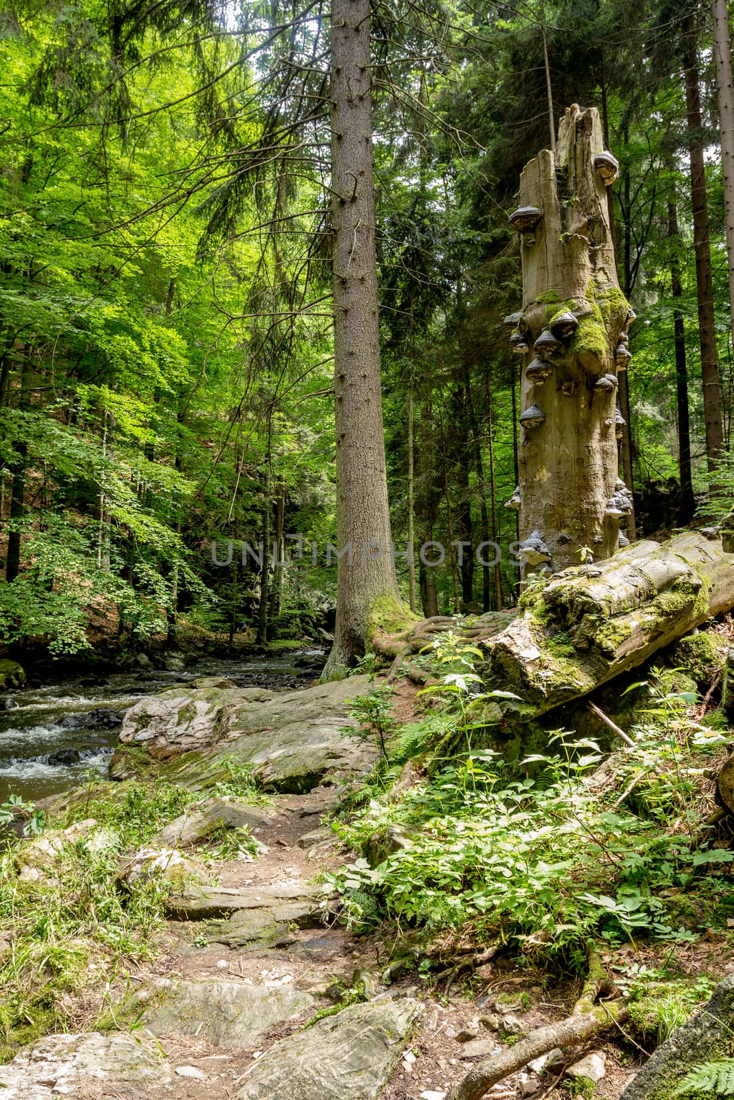 Polyporus squamosus mushrooms growing on a dead tree in the forest, Doubrava valley, Czech Republic