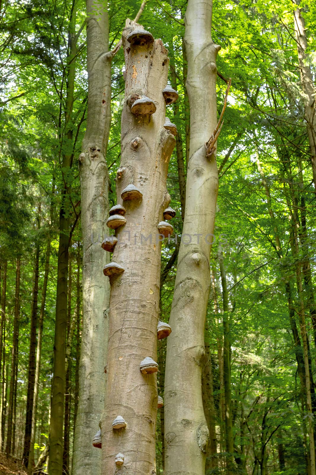 Polyporus squamosus mushrooms growing on a dead tree in the forest , Doubrava valley, Czech Republic