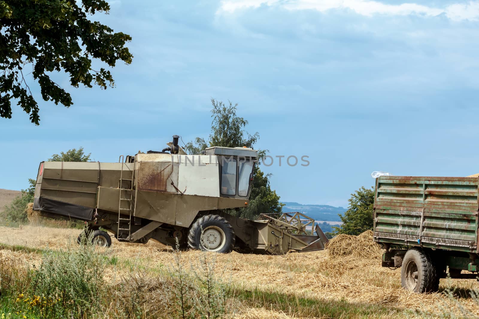 old combine on field harvesting wheat in sunny weather