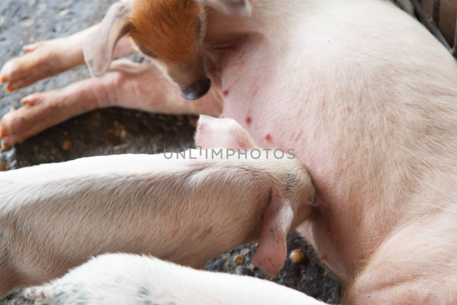 Piglet fed milk Couch to sow feeding Piglet on a farm.